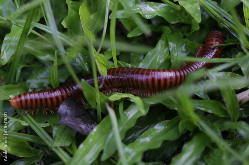 Millipedes try to walks into the grass to hide ,selective focus,topview