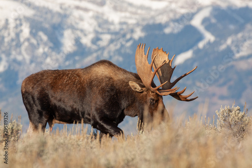 Bull Shiras Moose in Wyoming in Autumn photo