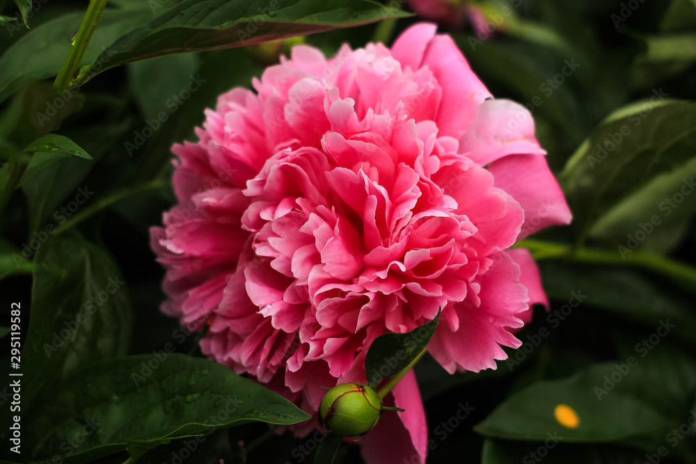  large pink peony in the garden