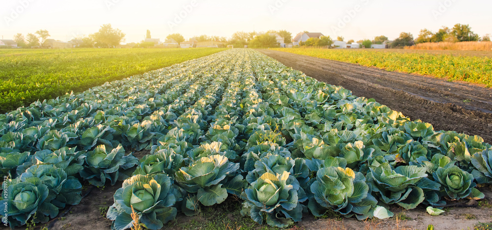 Cabbage plantations in the sunset light. Growing organic vegetables. Eco-friendly products. Agriculture and farming. Plantation cultivation. Selective focus - obrazy, fototapety, plakaty 
