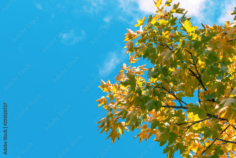 Yellow foliage against blue sky, branches of maple tree. Natural background. Copy space Yellow foliage against blue sky, branches of maple tree. Natural background. Copy space