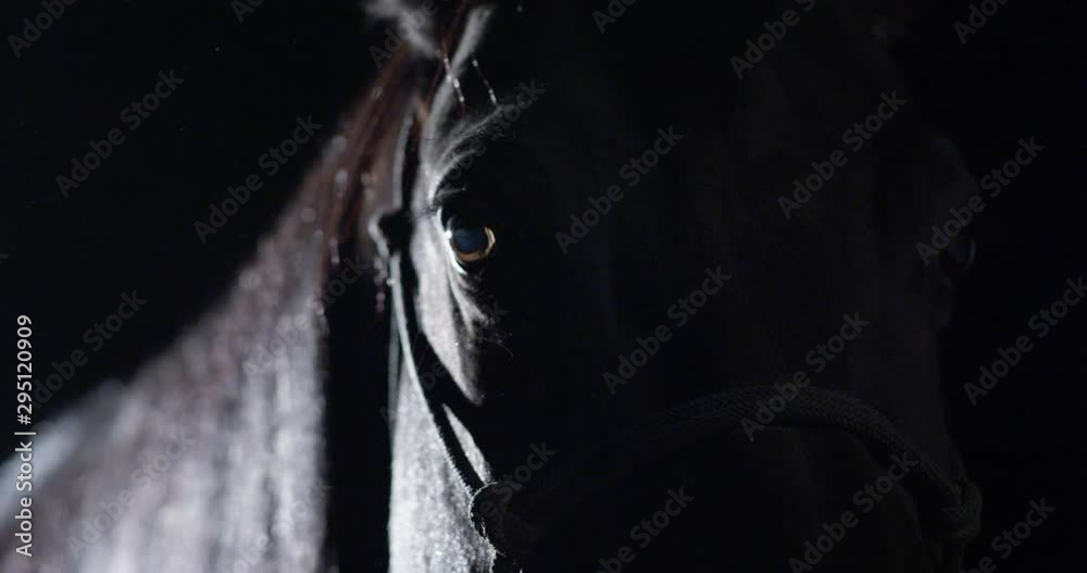 Nighttime close up moving down from brown horse's face