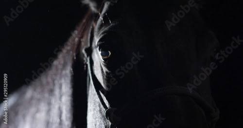 Nighttime close up moving down from brown horse's face