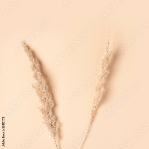 Dry flower branch on a soft beige background, flat lay, copy space. Minimal neutral flower background, top view.