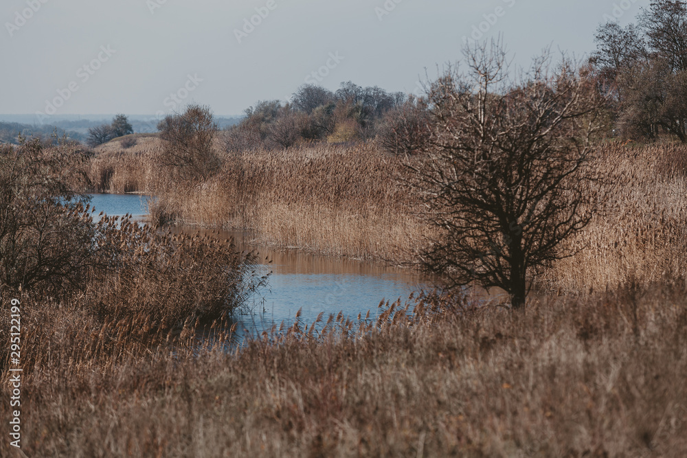 Lonely tree on banks of reed-covered pond Lonely tree on banks of reed-covered pond