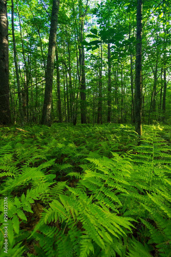 Obraz premium Ferns and Forest
