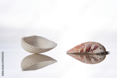 Seashell and reflection in glass on a white background photo