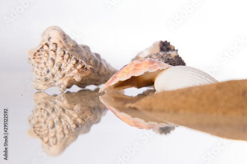 Seashell in the sand on the beach on a white background photo