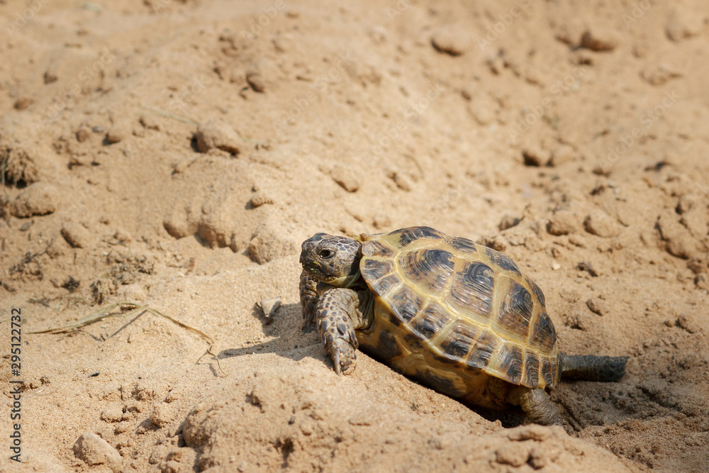 Central Asian tortoise crawling on the sand. Central Asian tortoise crawling on the sand.