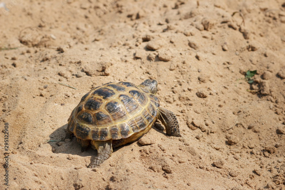 Obraz premium Central Asian tortoise crawling on the sand.