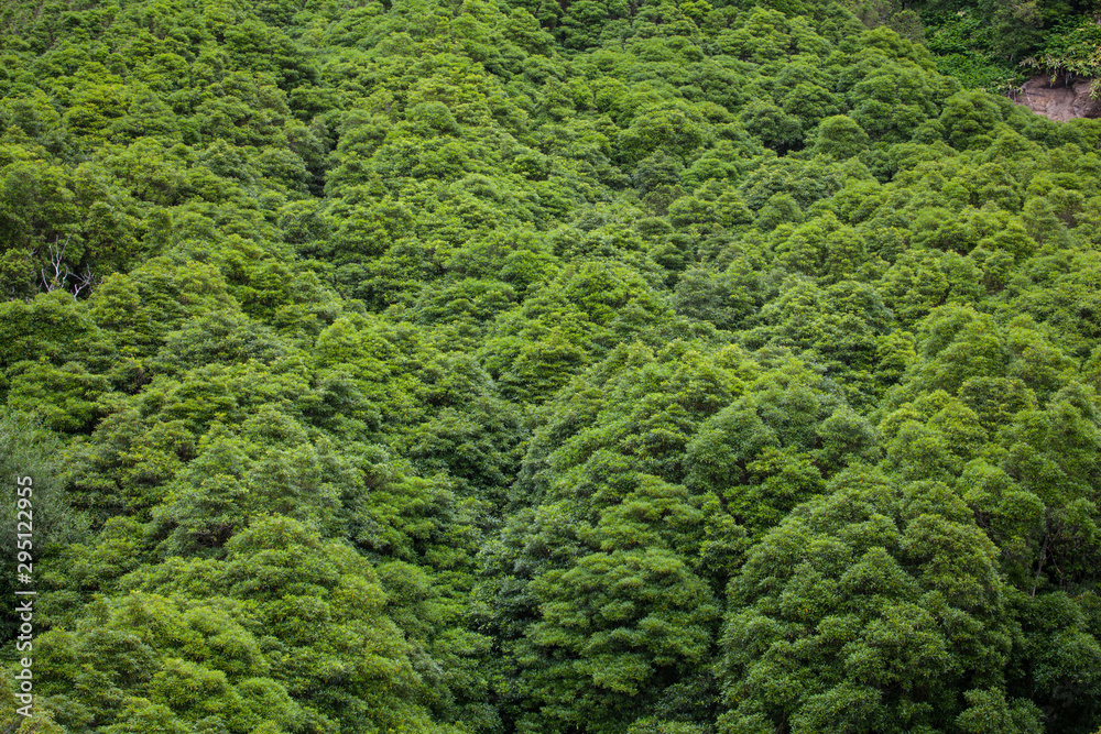 Fototapeta premium Poco da ribeira do ferreiro closeup, Flores, Azores, Portugal