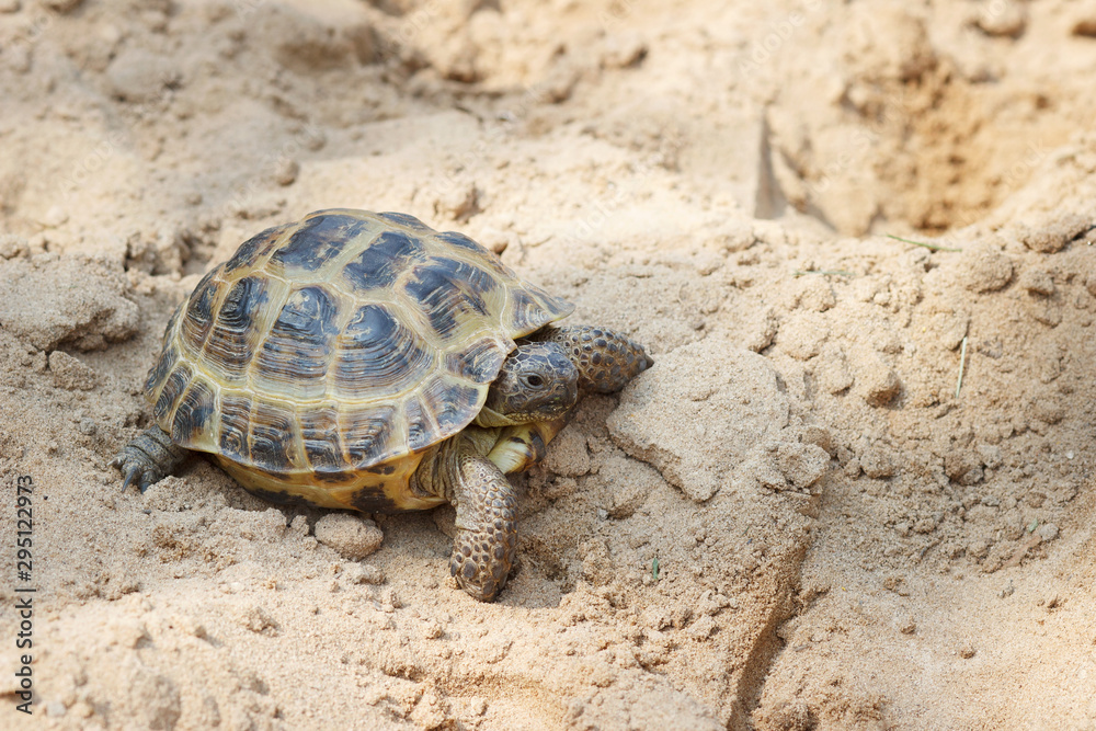 Central Asian tortoise crawling on the sand. Central Asian tortoise crawling on the sand.