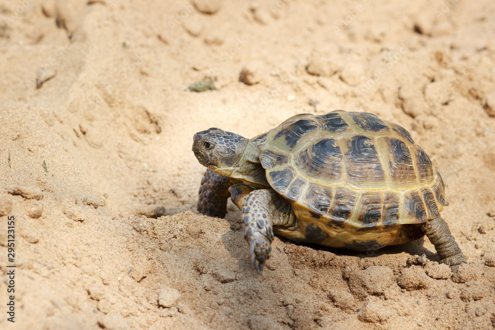 Central Asian tortoise crawling on the sand. Central Asian tortoise crawling on the sand.