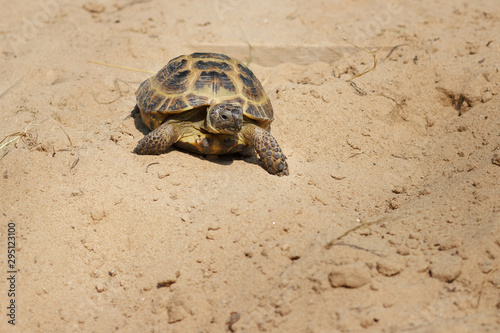 Central Asian tortoise crawling on the sand.