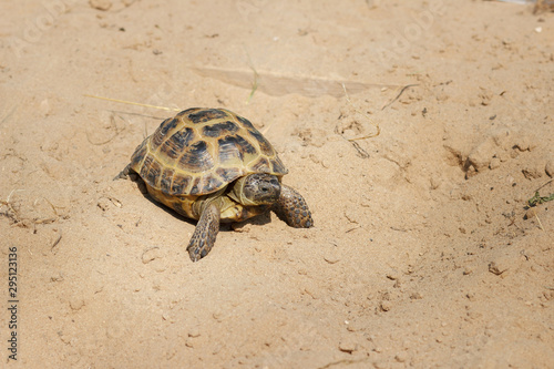 Central Asian tortoise crawling on the sand.