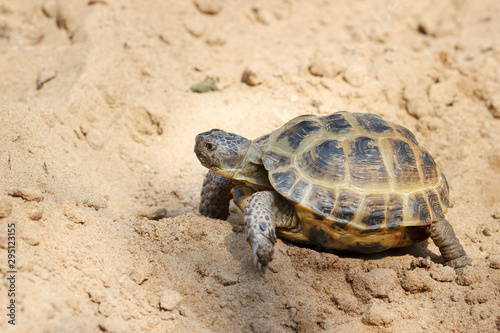 Central Asian tortoise crawling on the sand. © Elena