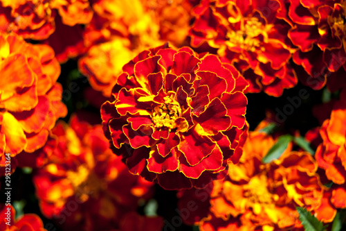 Many colors marigolds nature floral background
