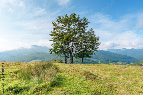 trees on the grassy meadow in mountains. beautiful sunny morning with cloudy sky. early autumn in green and blue