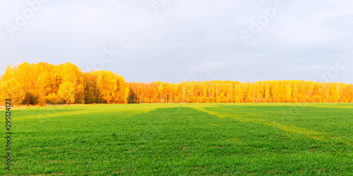 Bright yellow autumn forest on a background of purple sky and green meadow on a sunny day.