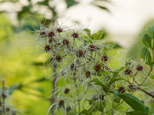 Clematis vitalba | Clématite des haies ou Clématite aux fruits plumeux ou akènes soyeux et argentés nommés cheveux de la vierge en fin d'été photo