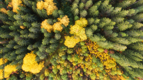 Aerial scenic autumn view of a colorful forest, Finland © raland