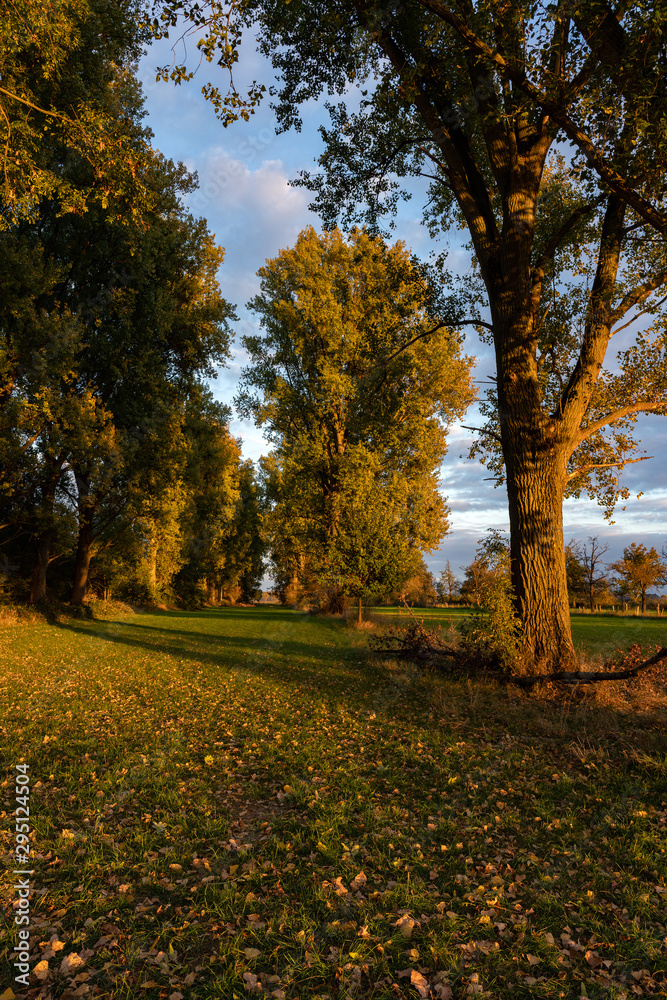 Park path in autumn at sunset