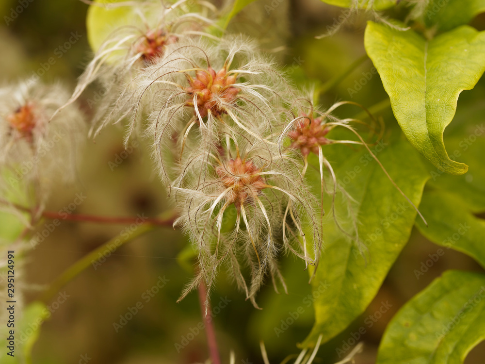 Clematis vitalba | Clématite des haies ou Clématite aux fruits plumeux ou akènes soyeux et argentés nommés cheveux de la vierge en fin d'été Clematis vitalba | Clématite des haies ou Clématite aux fruits plumeux ou akènes soyeux et argentés nommés cheveux de la vierge en fin d'été