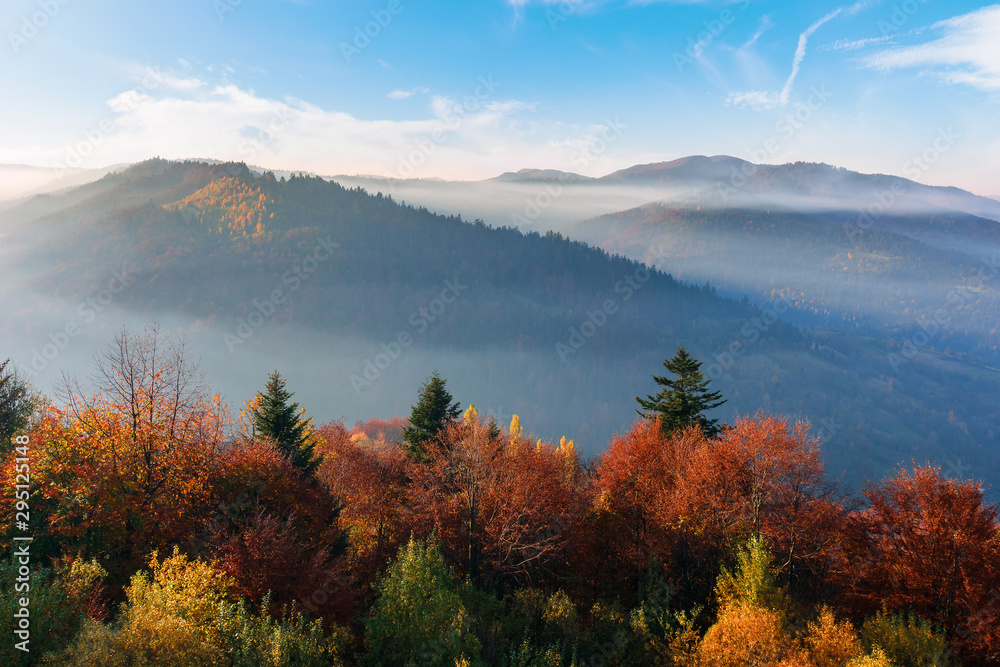 misty sunrise in carpathian mountains. amazing nature scenery in fall season. trees in red and orange foliage. distant ridge in hazy atmosphere beneath a blue sky