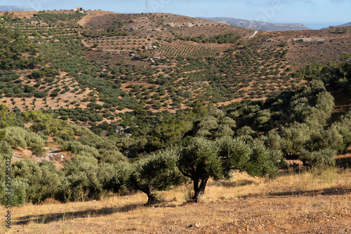 Seles, Crete, Greece. October 2019. Olive trees on groves in the mountainous area between Seles and Vrouchas in Crete photo