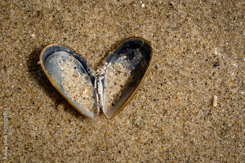 heart shaped sea shell on beach sand