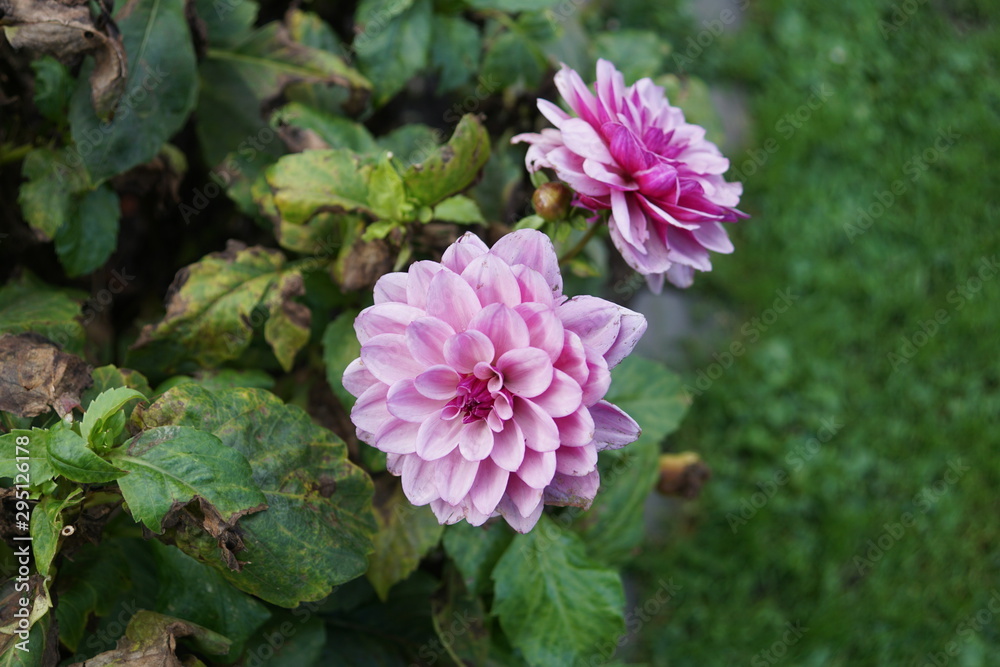 Dahlien,Dahlia Dahlien,Dahlia