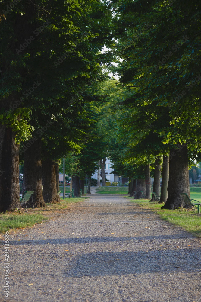 A beautiful alley with large trees, a path with small stones, bright greenery, summer, morning, tall deciduous trees