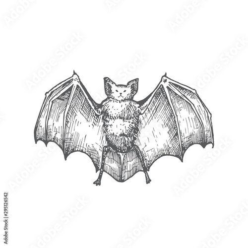 Hand Drawn Halloween Scary Vampire Vector Illustration. Abstract Bat with Wings Sketch. Engraving Style Drawing. photo