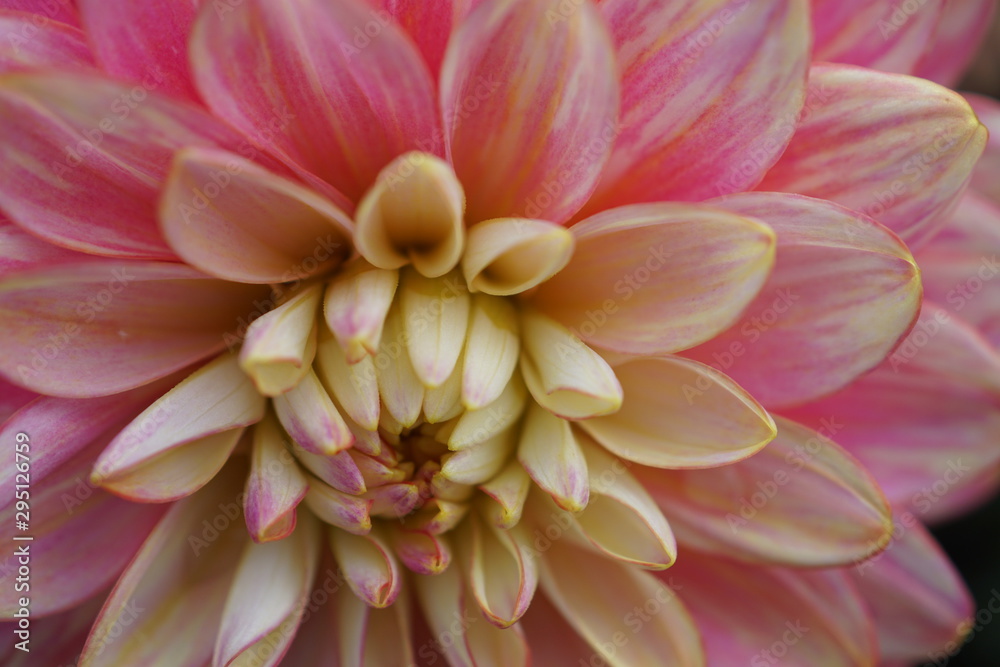 Dahlien,Dahlia
