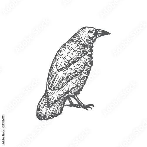 Hand Drawn Halloween Scary Crow or Raven Vector Illustration. Abstract Sitting Bird Sketch. Engraving Style Drawing.