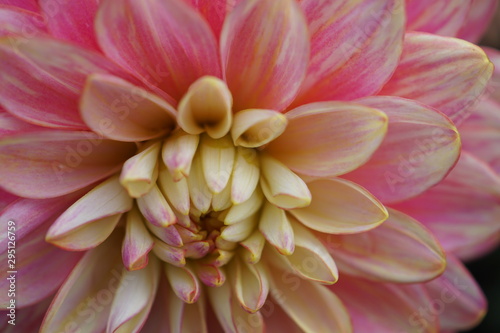 Dahlien,Dahlia