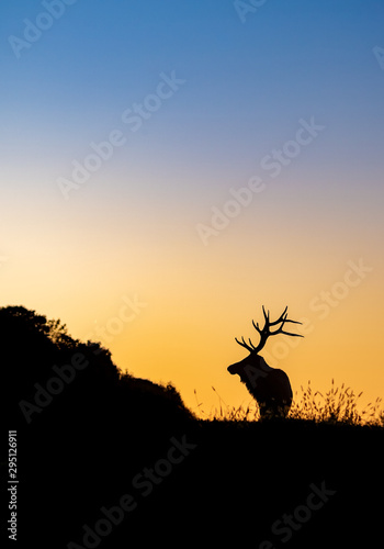 Bull Elk Sunset Silhouette on top of a Mountain