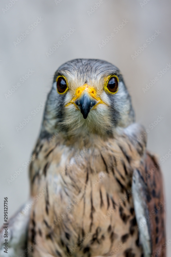 Close-up portrait of beautiful Lesser Kestrel, Latin Falco Naumanni, posing outside, blurred background in moody day. Small bird of Prey. Looking straight Close-up portrait of beautiful Lesser Kestrel, Latin Falco Naumanni, posing outside, blurred background in moody day. Small bird of Prey. Looking straight