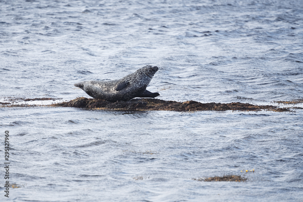 Fototapeta premium Harbor Seal in Ytri Tunga, Iceland