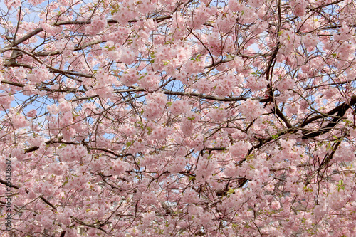 Sakura flowers in spring against the blue sky. Natural background photo