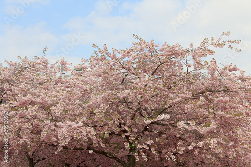 Sakura flowers in spring against the blue sky. Natural background photo