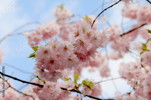 Sakura flowers in spring against the blue sky. Natural background photo