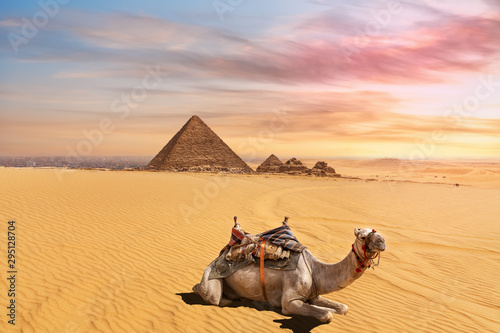 Cute camel in front of the Menkaure Pyramid complex, Giza, Cairo, Egypt