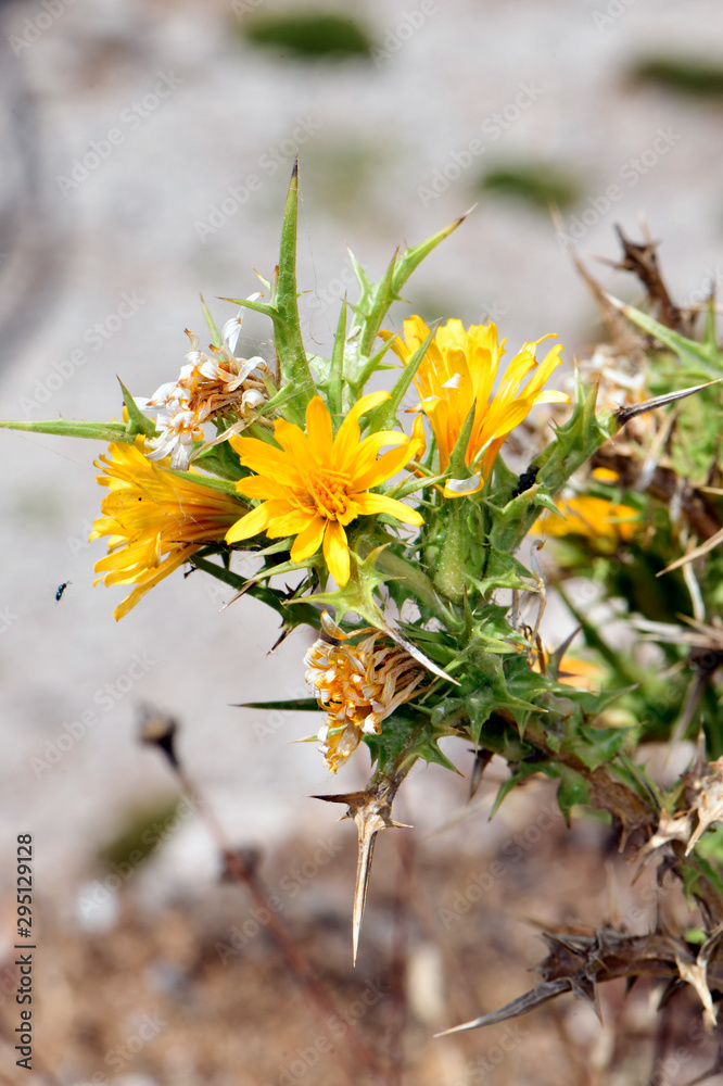 Spanische Golddistel (Scolymus hispanicus) common golden thistle