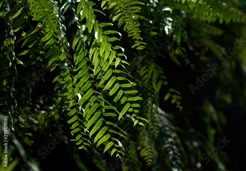 Green fern leaves in the tropical garden
