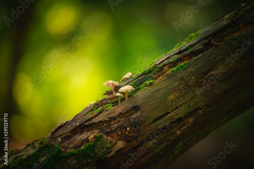 Mushrooms on a stump with blurred background