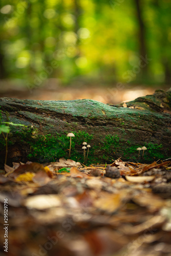 Mushrooms on a stump in front of blurred background