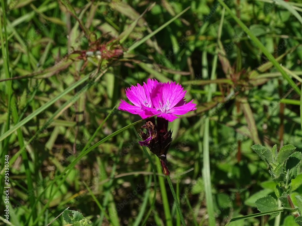 Bloassom of Carthusian Pink Dianthus carthusianorum spotted on meadow in Germany Bloassom of Carthusian Pink Dianthus carthusianorum spotted on meadow in Germany