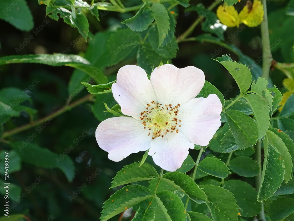 Mostly white Rosa canina blossom spotted in Germany in spring