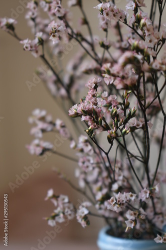 Ramo de flor seca color rosa llamada siempreviva photo